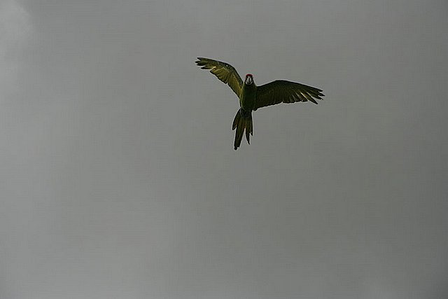 2005 Avifauna (22)
